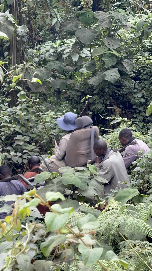 A porter team carrying a traveller through Bwindi Forest on a trekking chair