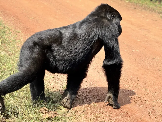 A mountain gorilla walking along a forest track