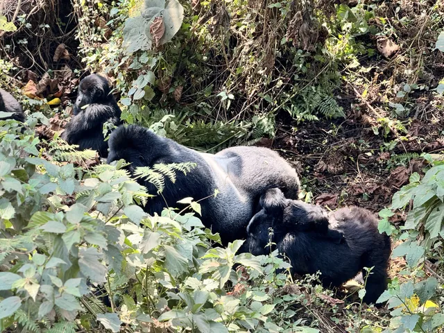 A silverback mountain gorilla resting with younger gorillas in Bwindi Forest vegetation