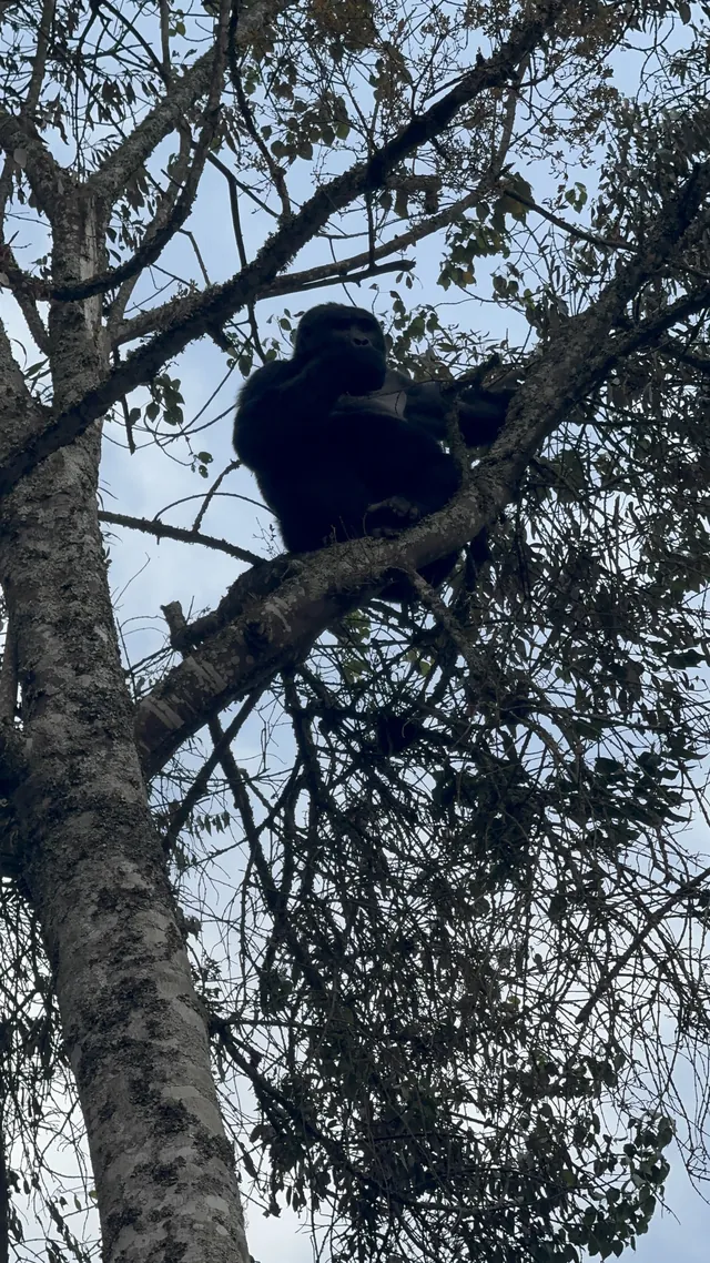 A mountain gorilla resting in the branches of a tree