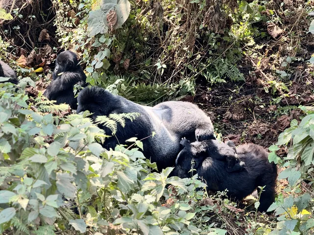 A silverback mountain gorilla with family members in Bwindi Forest
