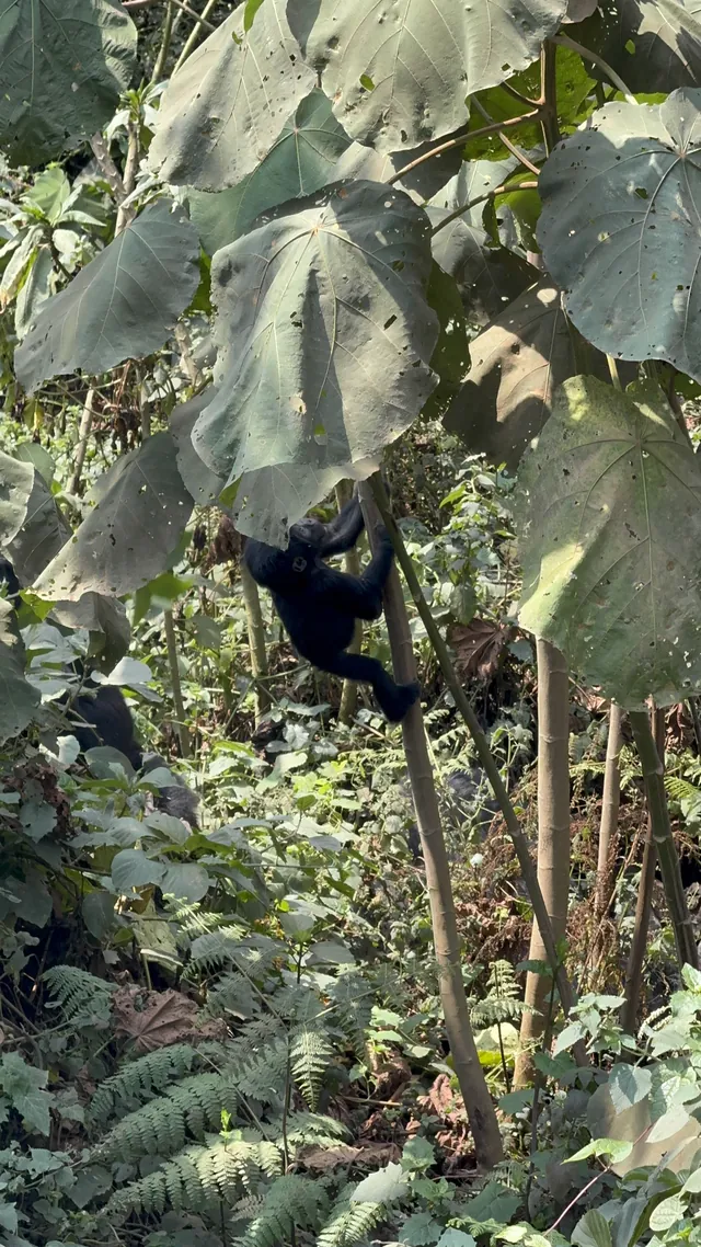 A young mountain gorilla close to a silverback in forest vegetation
