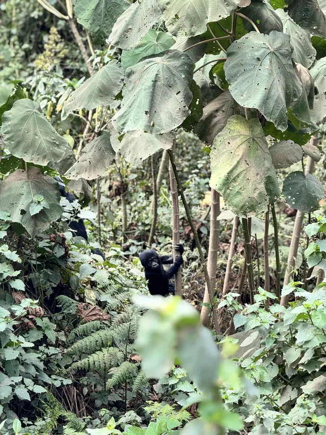 A young mountain gorilla moving through the green undergrowth of Bwindi Forest