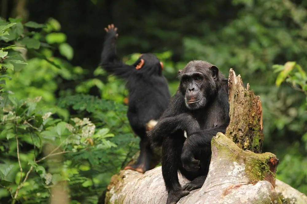 Afternoon chimpanzee tracking experience in Kibale Forest