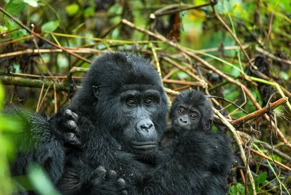 Mountain gorilla trekking in Bwindi forest