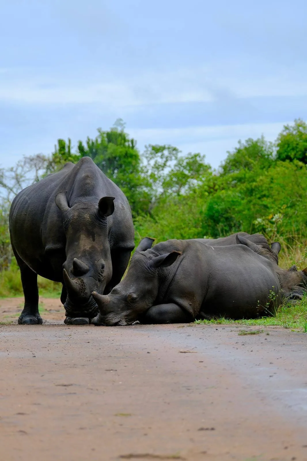 Rhino tracking stop on the way to Murchison Falls during a Uganda family safari