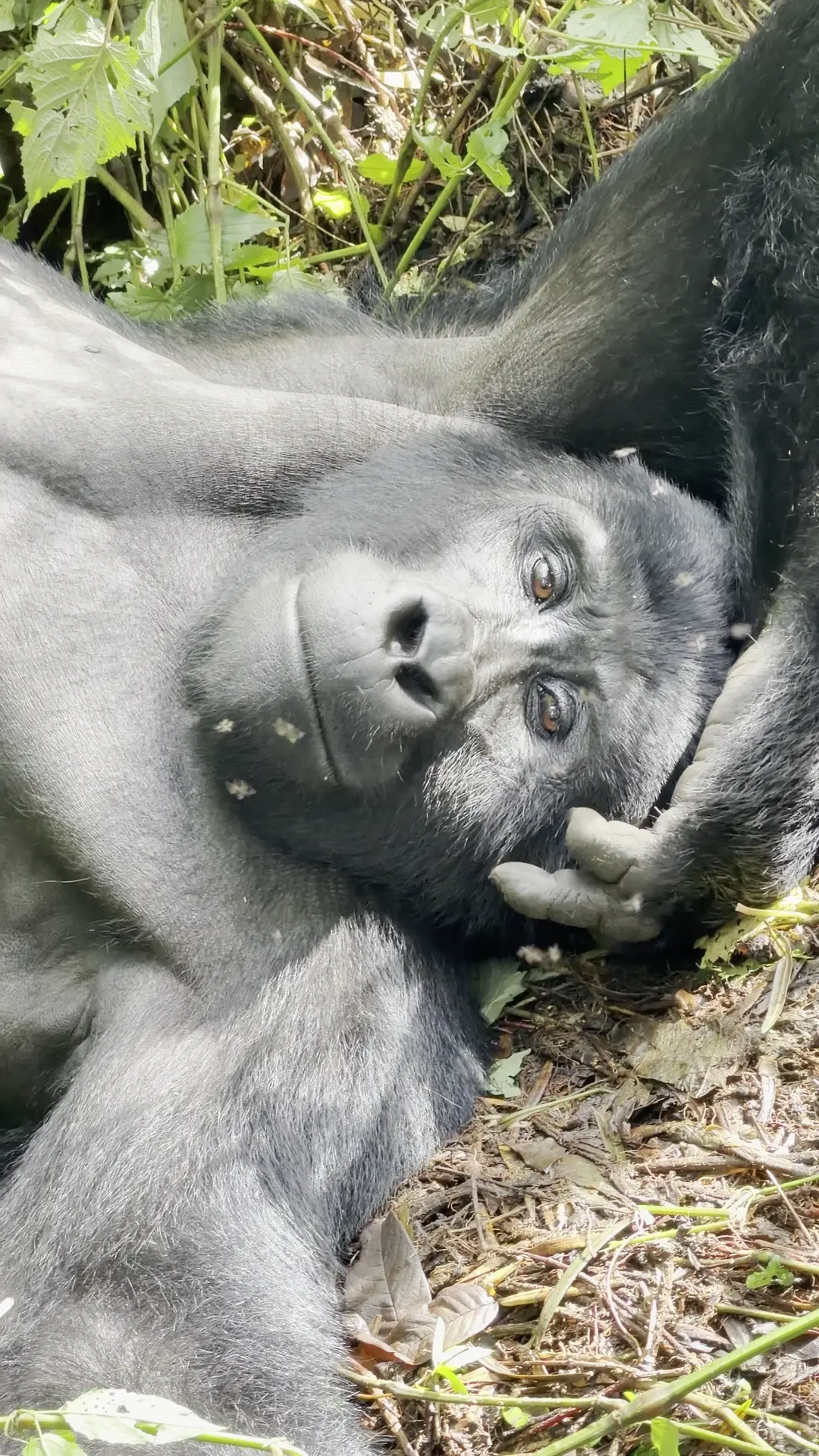 Mountain gorilla trek preview in Bwindi, Uganda