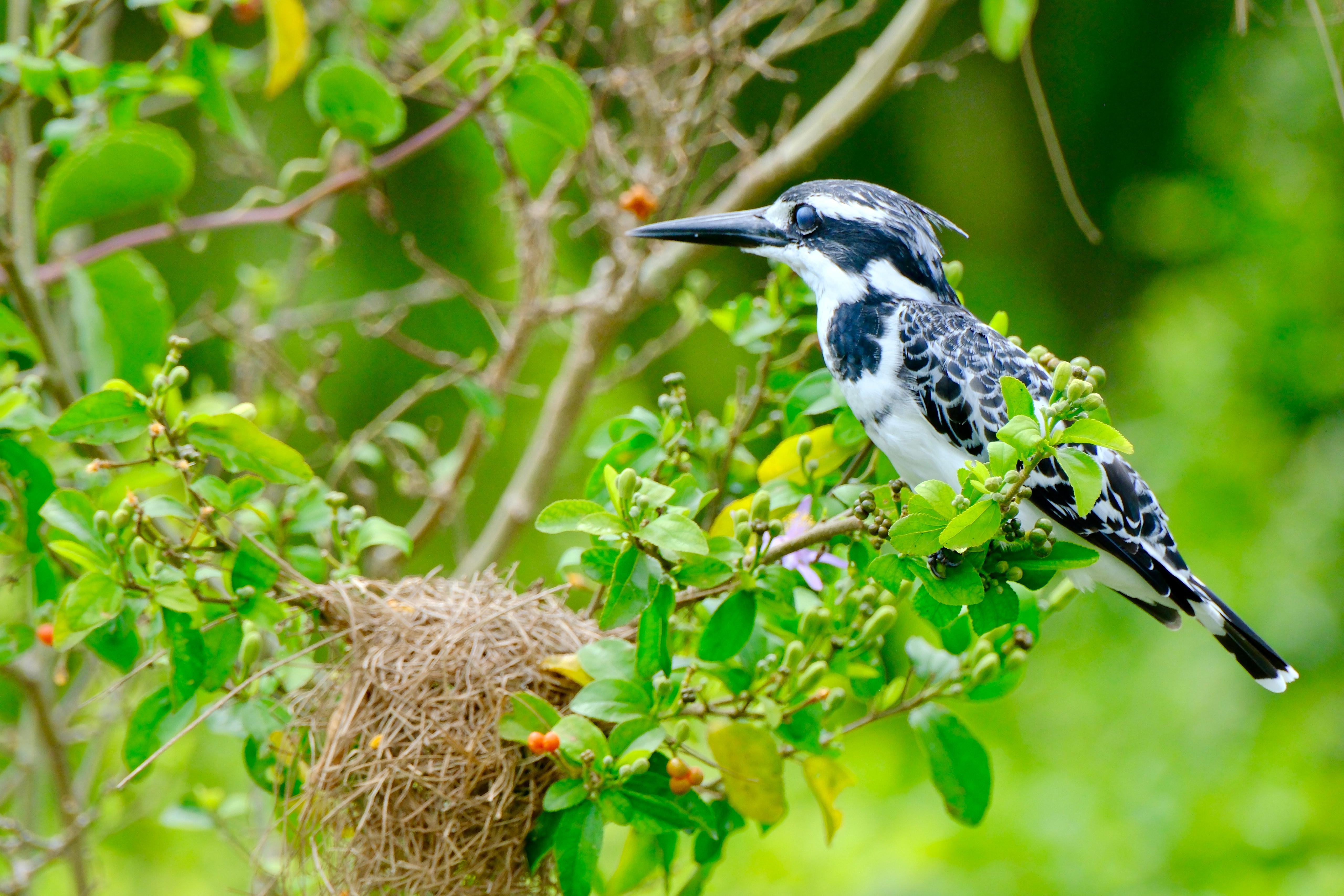 Birdlife around Entebbe at the start of a Uganda safari