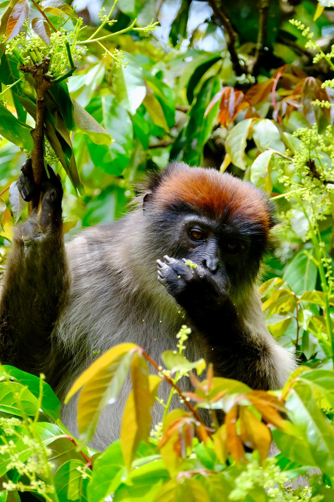 Day 5 primates in Kibale region