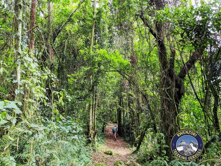 Rwenzori highland vegetation and mountain slopes