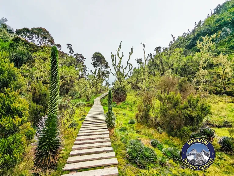 Nyamwamba Valley descent toward Rwenzori basecamp