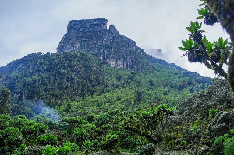 Mutinda Camp scenery on the Rwenzori Mountains trekking route