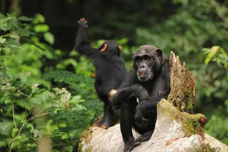 Kibale chimpanzee tracking