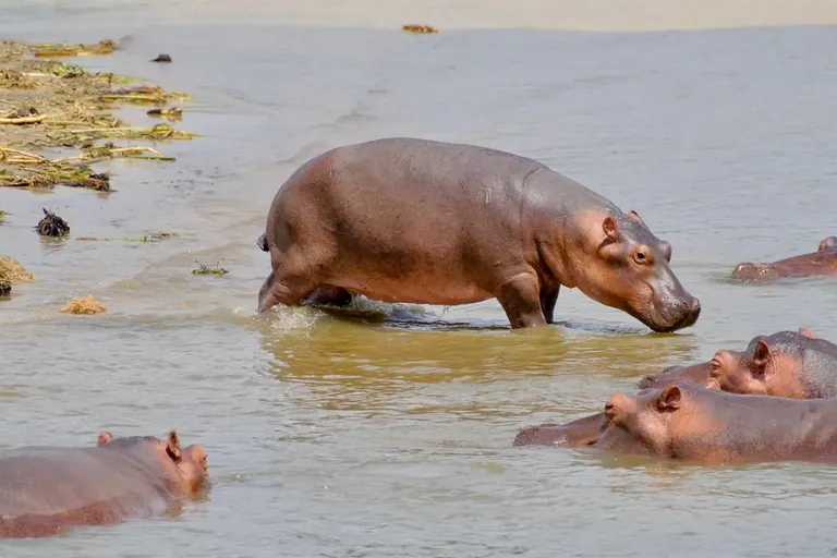 Kazinga Channel boat safari in Queen Elizabeth National Park