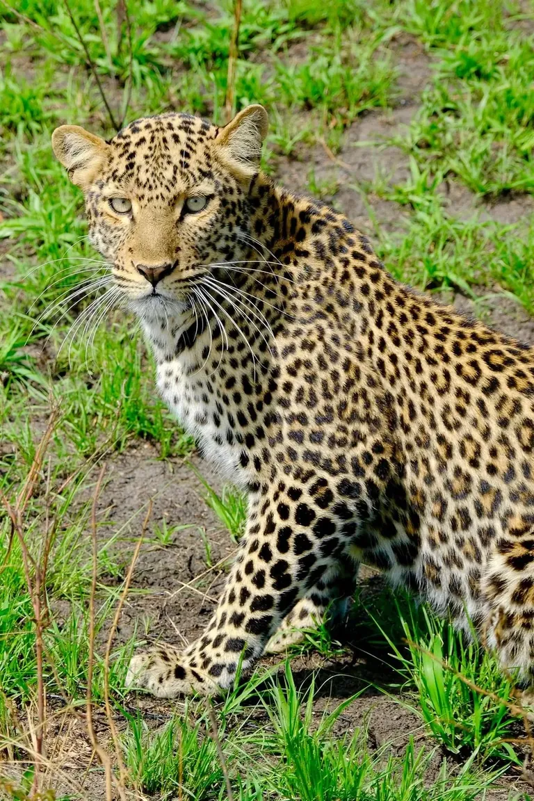 Queen Elizabeth wildlife viewing