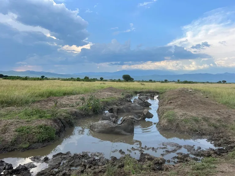 Wildlife safari in Queen Elizabeth National Park