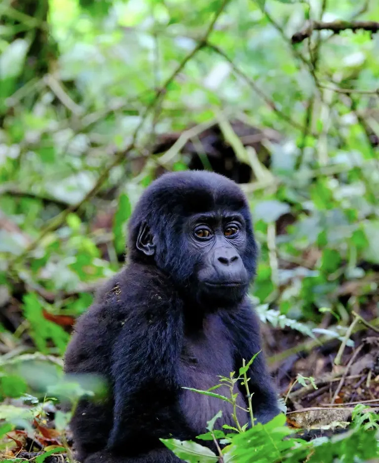 Young chimpanzee near Kibale Forest
