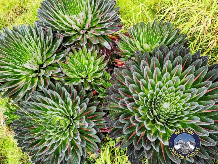 Rwenzori acclimatization walk in the highlands