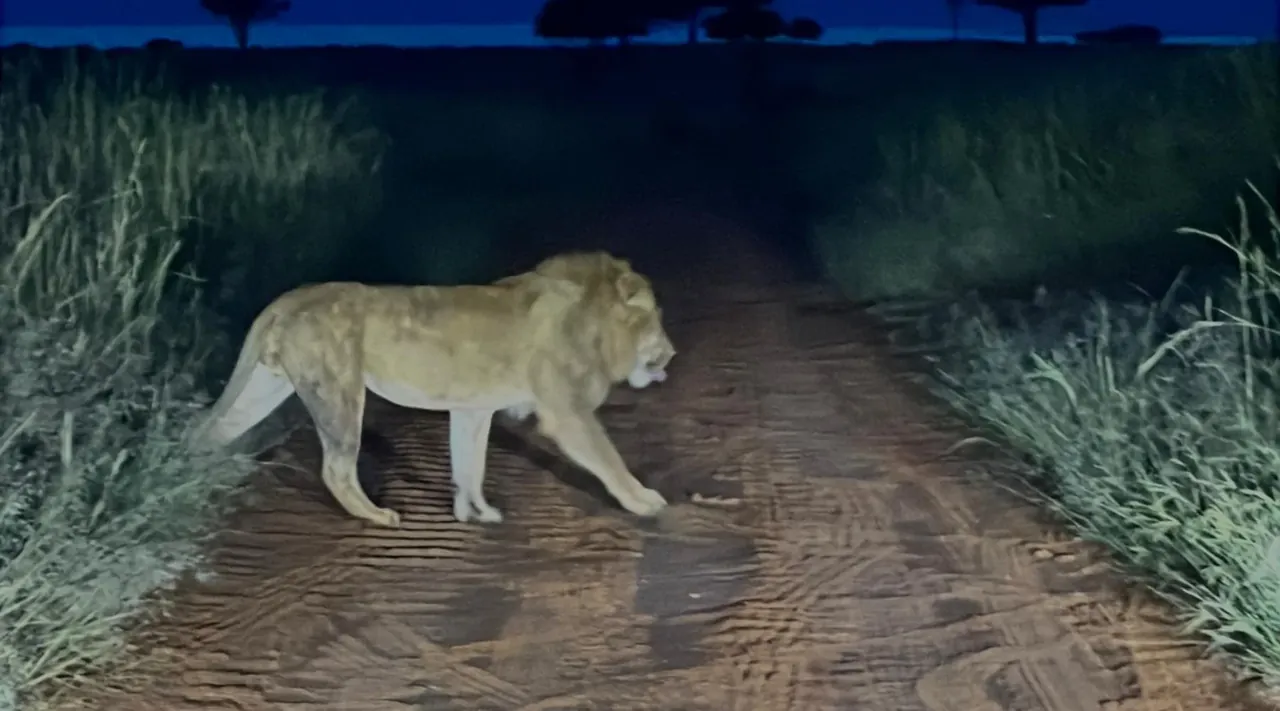 Night safari in Murchison Falls National Park