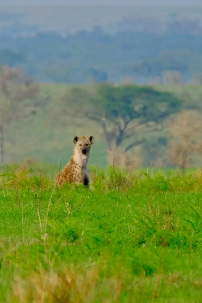Wildlife safari route toward Murchison Falls and Ziwa rhinos