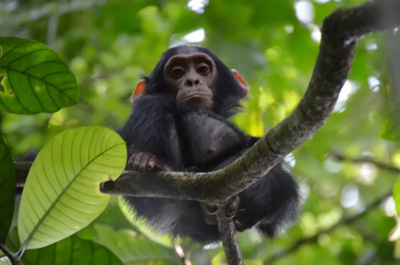 Young chimpanzee in forest vegetation