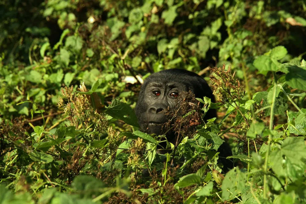 Mountain gorilla family in Bwindi forest