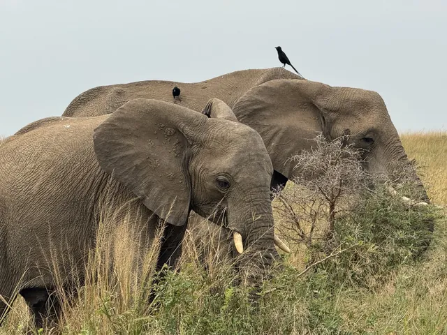 Queen Elizabeth National Park savannah