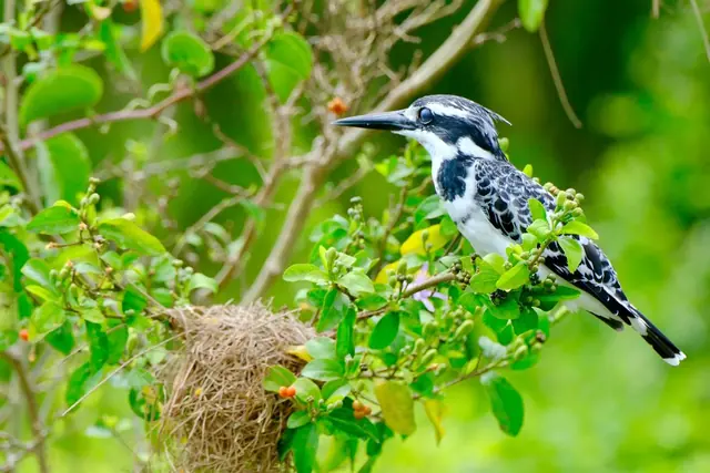 Pied kingfisher in Entebbe, Uganda