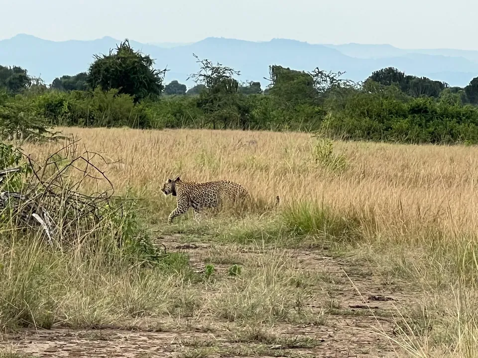 Leopard crossing the savannah in Queen Elizabeth National Park on a Uganda family safari