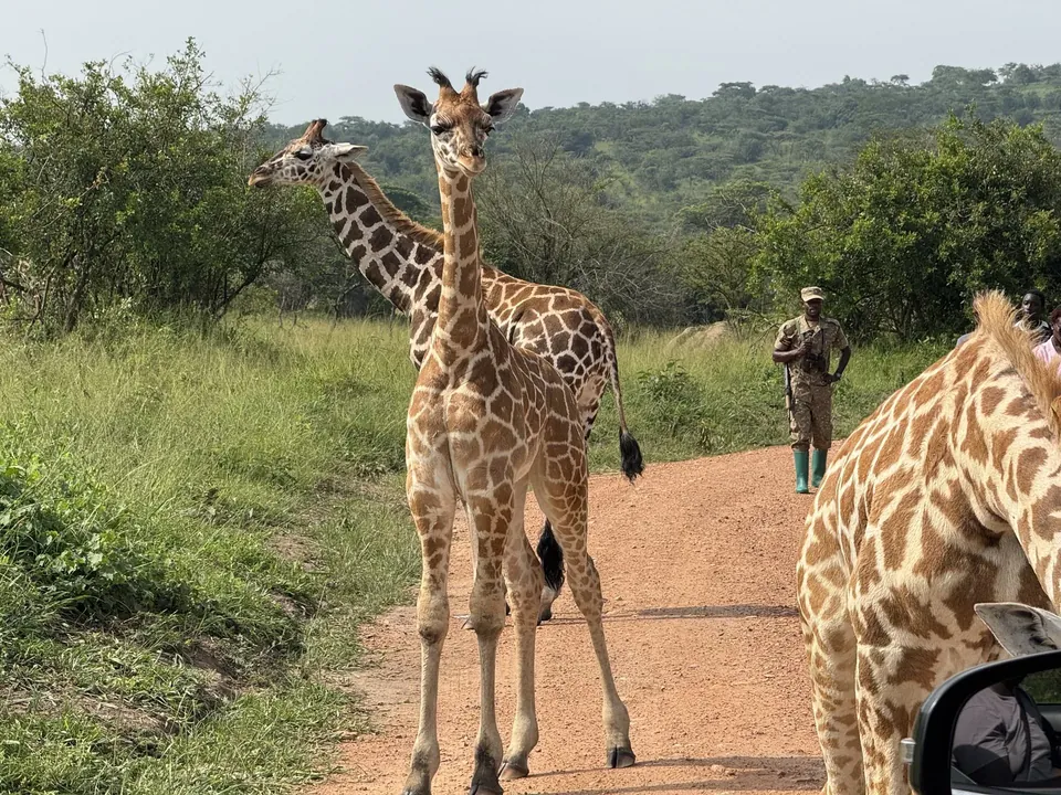 Giraffes seen during a guided wildlife outing in Lake Mburo National Park