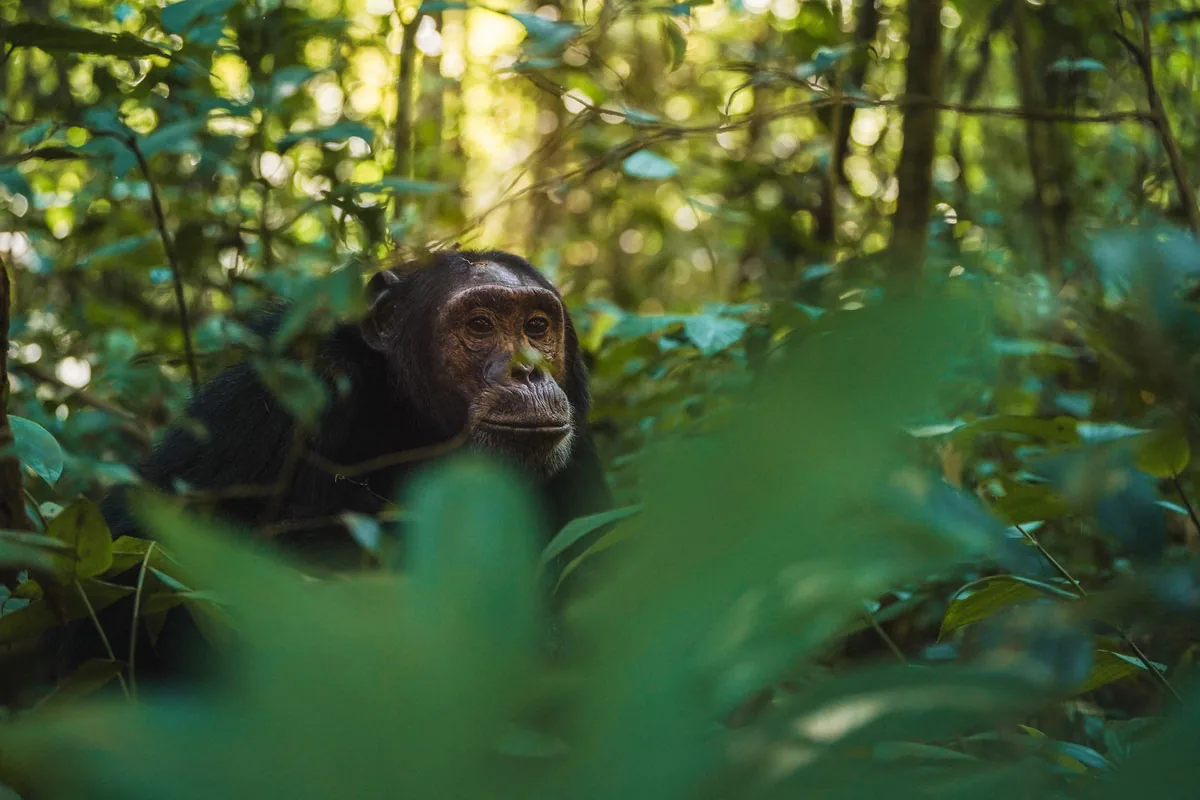 Chimpanzee watching quietly through the Kibale Forest vegetation