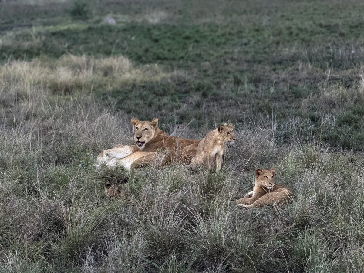 Lioness resting with young cubs in Uganda savannah grass