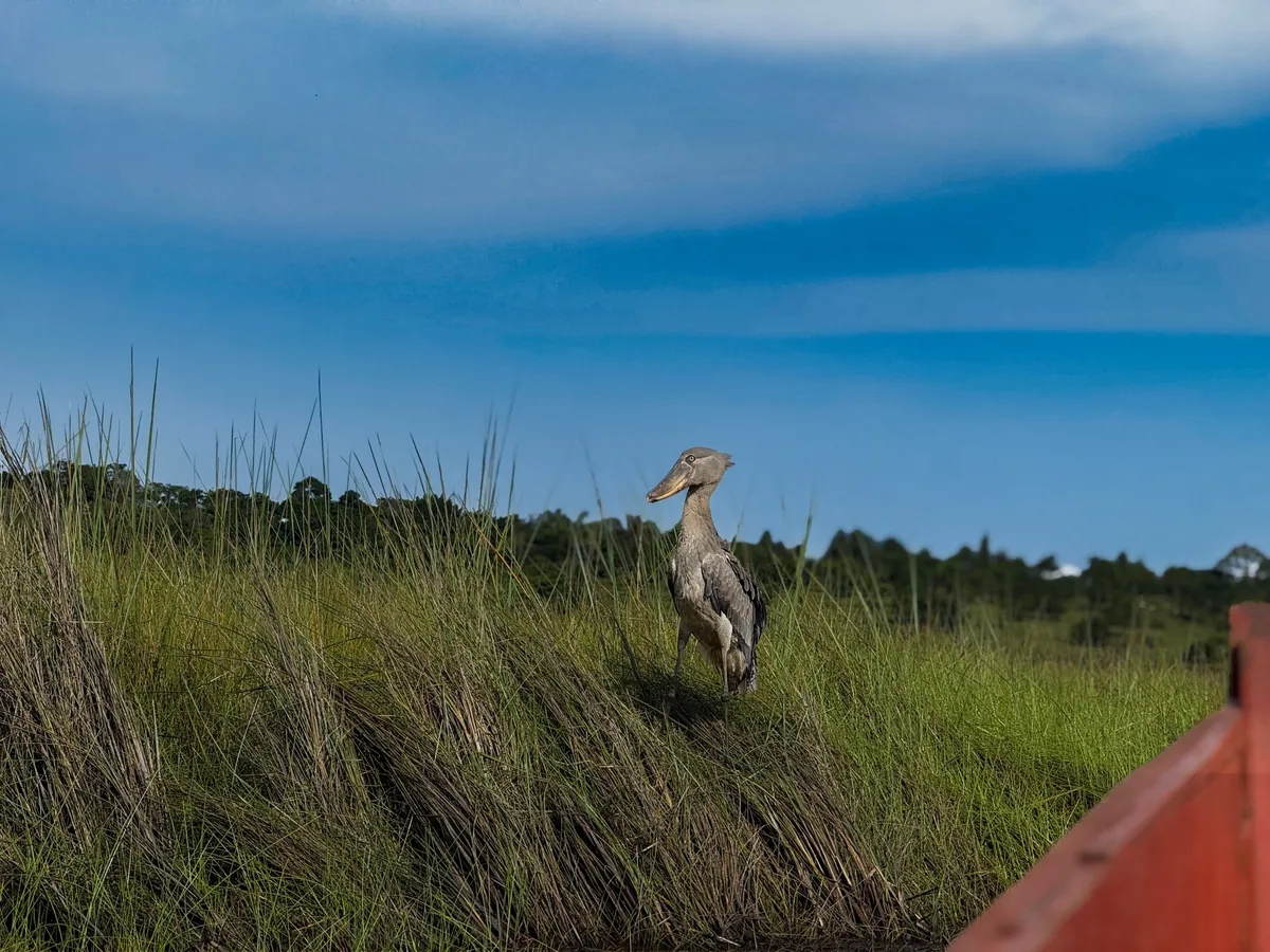 Shoebill stork standing in the papyrus wetlands of Mabamba Swamp