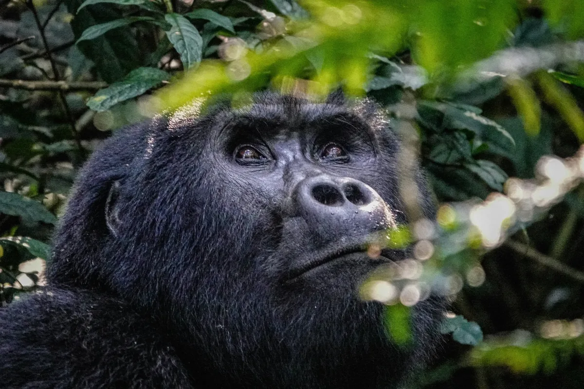 Silverback gorilla resting beneath the canopy in Bwindi Impenetrable National Park