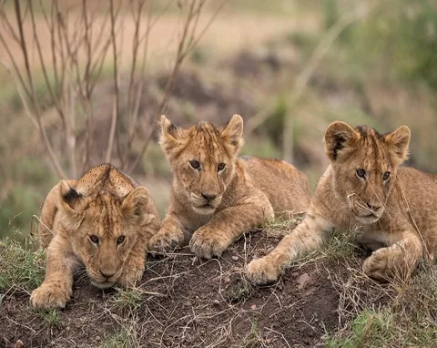 Three young lion cubs resting together in the Ugandan savannah