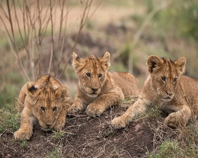 Three lion cubs resting together on the savannah