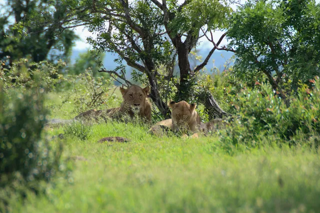 Pair of lions during a Murchison Falls wildlife game drive