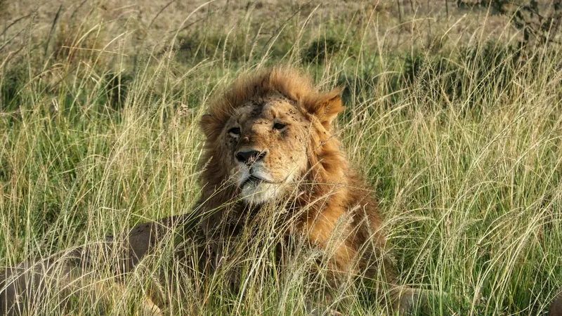 Queen Elizabeth National Park wildlife safari lion cub