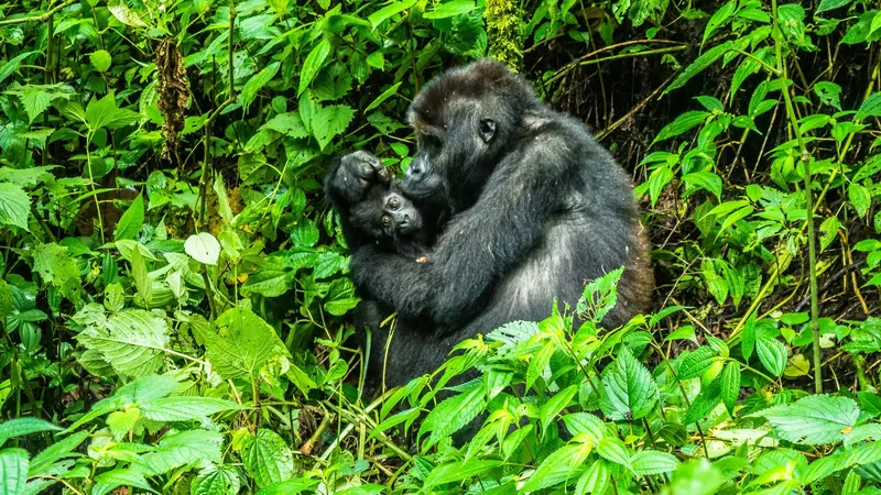 Silverback gorilla on a Uganda gorilla trekking safari