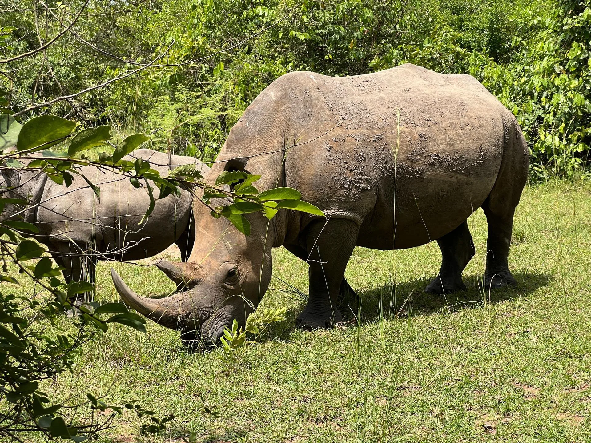 Day 2 Big Five safari sightings