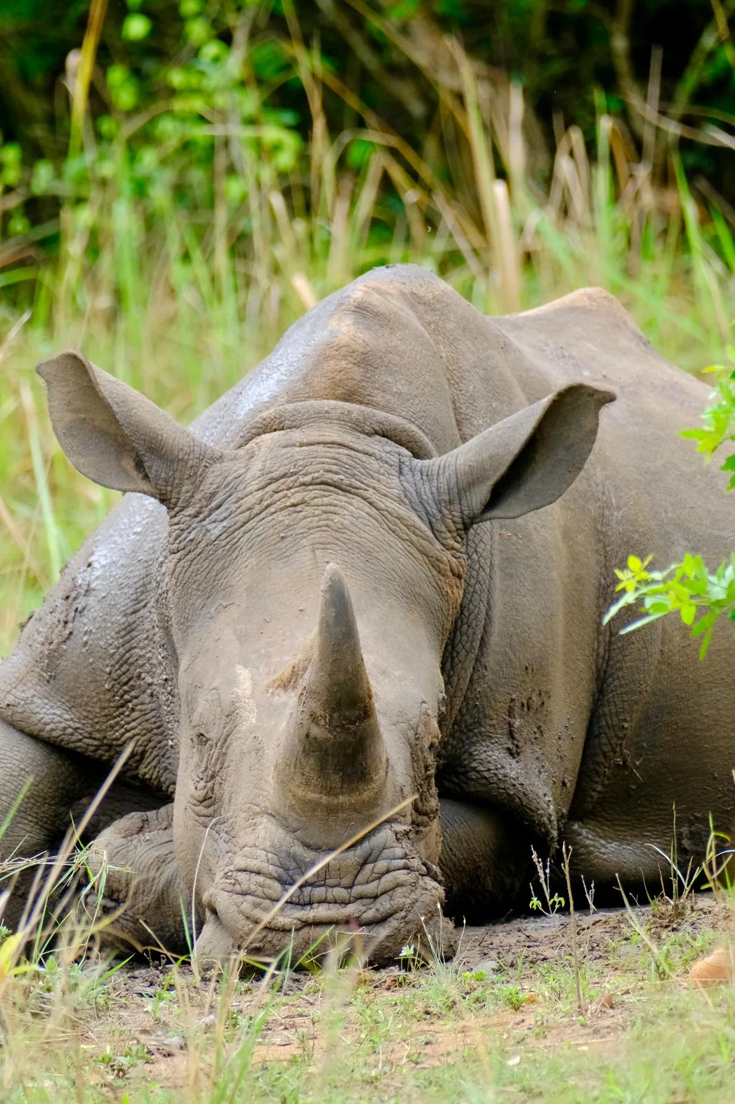 ziwa rhino sanctuary