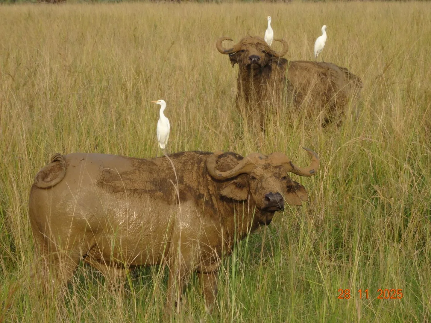 11-day Uganda safari