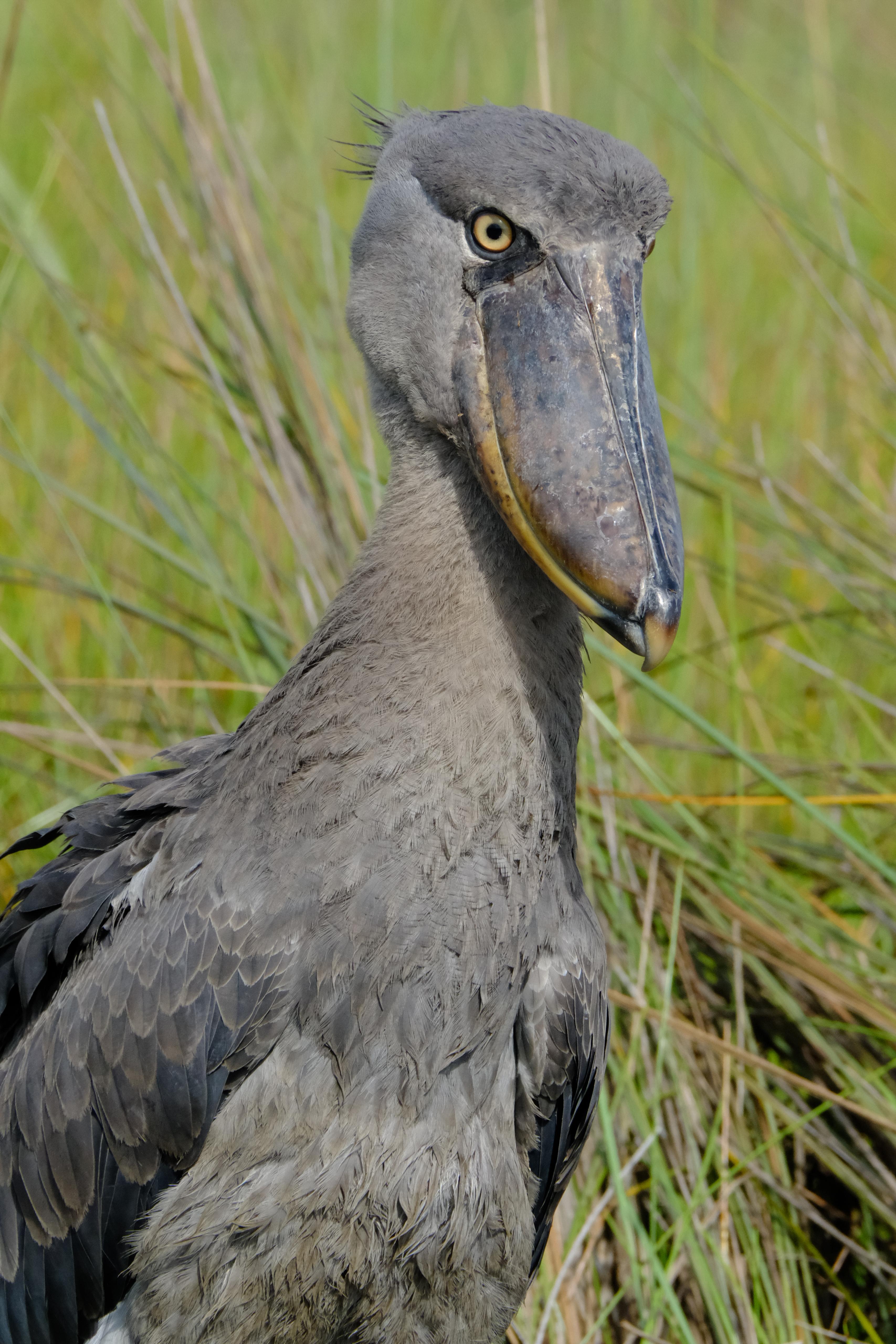 Shoebill stork in Uganda wetlands