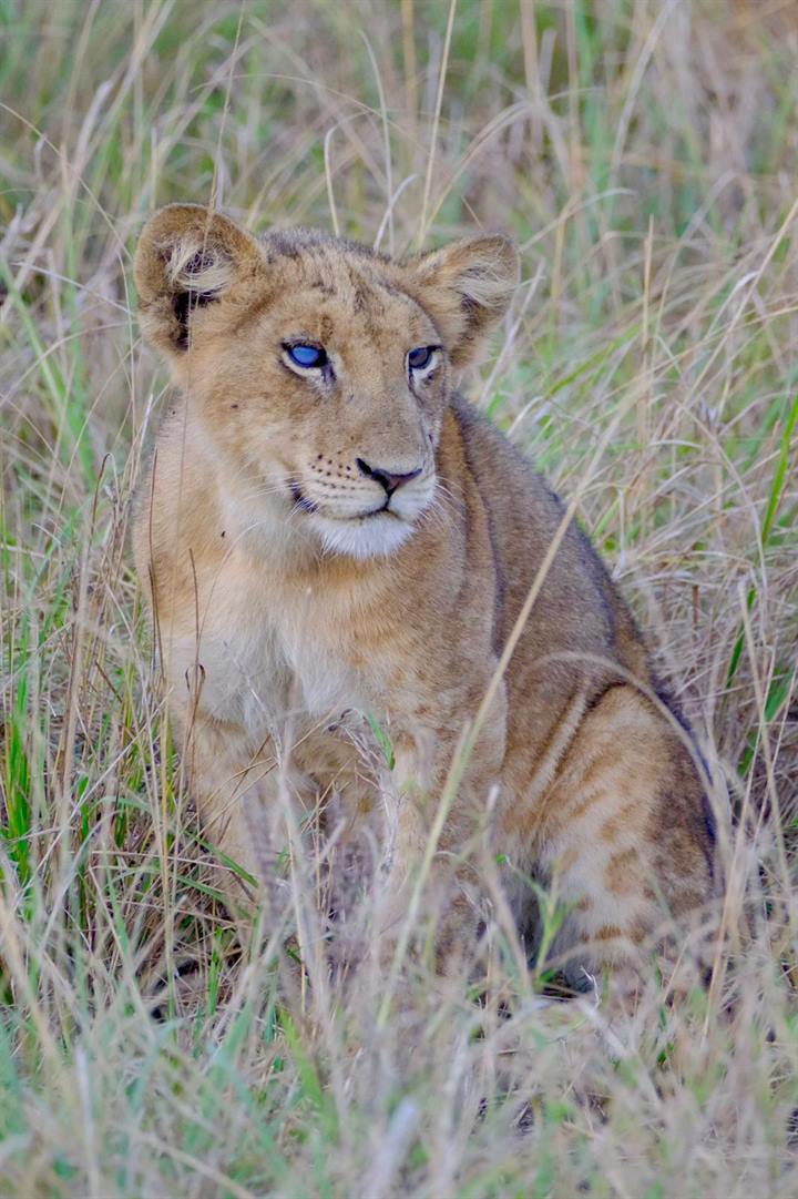 Queen Elizabeth safari lion cub