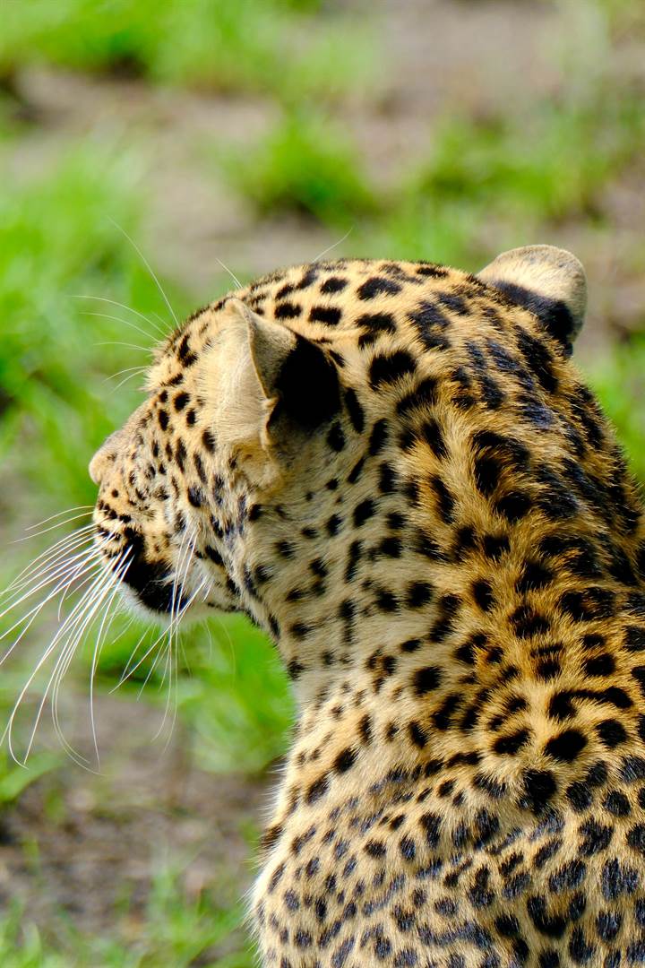 Uganda grand safari leopard encounter