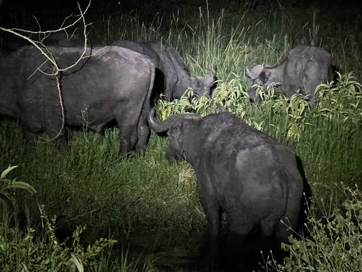 Lake Mburo wildlife safari