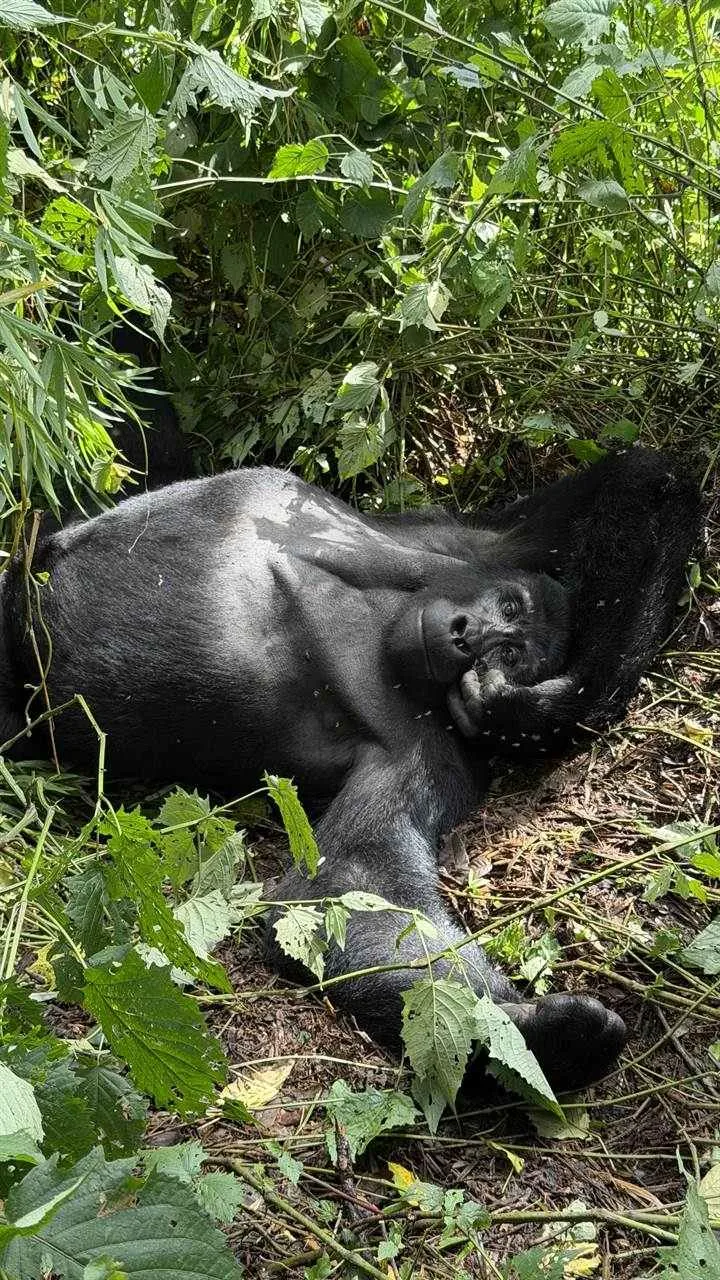 Bwindi gorilla trekking tour with mountain gorilla in Uganda