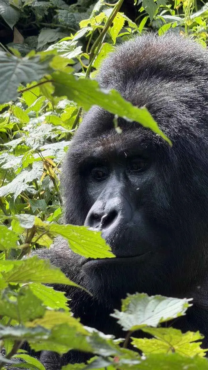 Silverback gorilla on a Uganda gorilla trekking safari