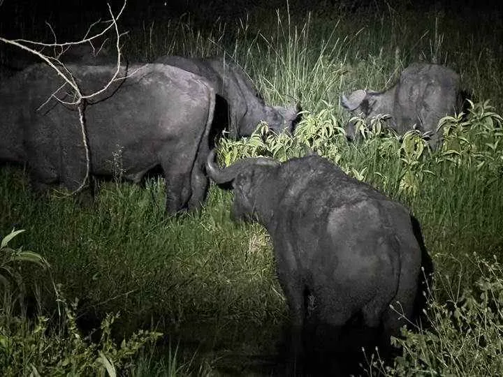 Lake Mburo wildlife safari paired with Bwindi gorilla trekking