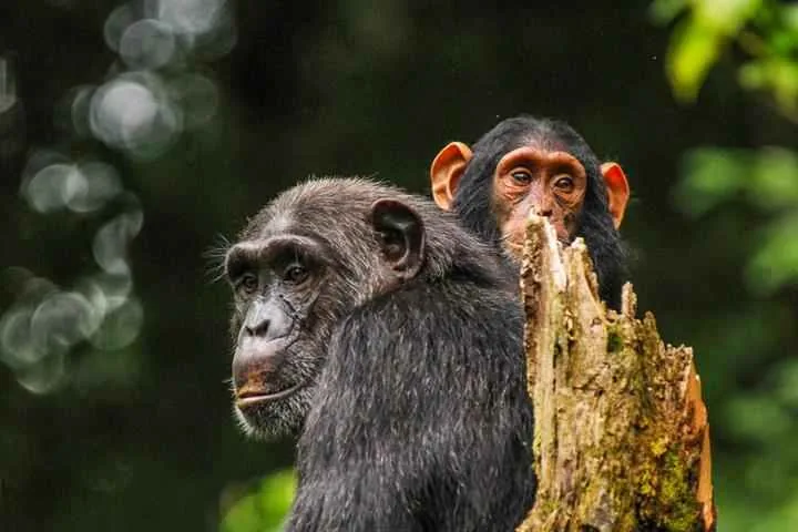 Luxury Uganda honeymoon safari with primate tracking